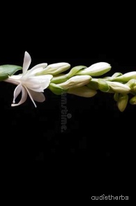 augmented_Polianthes tuberosa flower11_rotated_270.jpeg